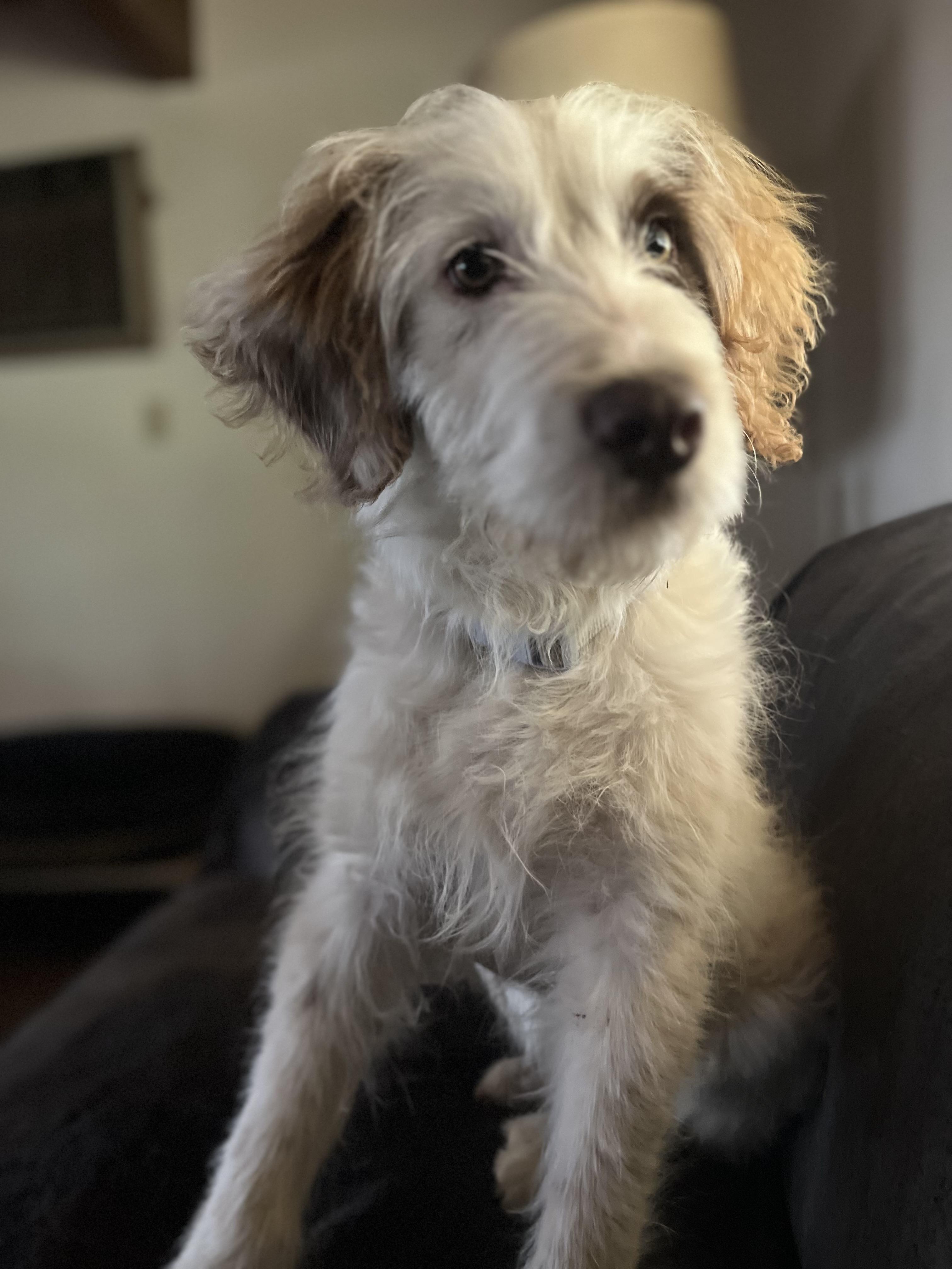 Benny, a ADOPTABLE mixed breed in Rough And Ready, CA image 4/5