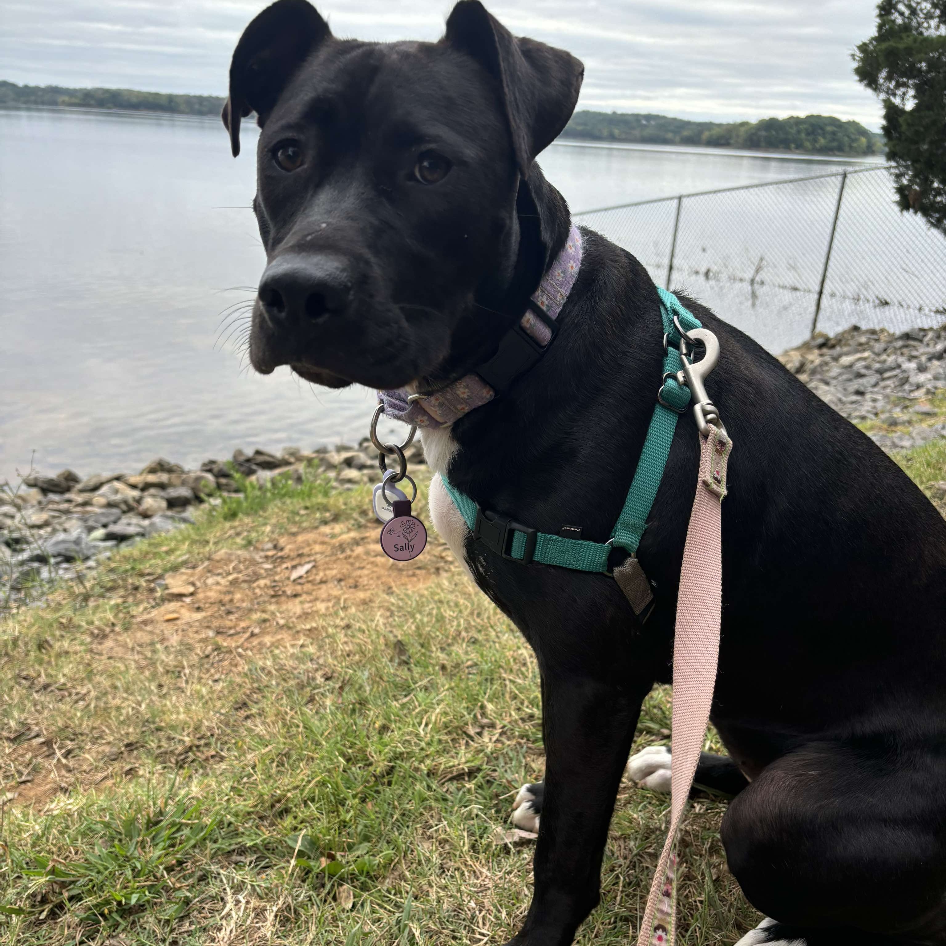 Sally, Adopted, Young Female Black Labrador Retriever & Pit Bull Terrier.