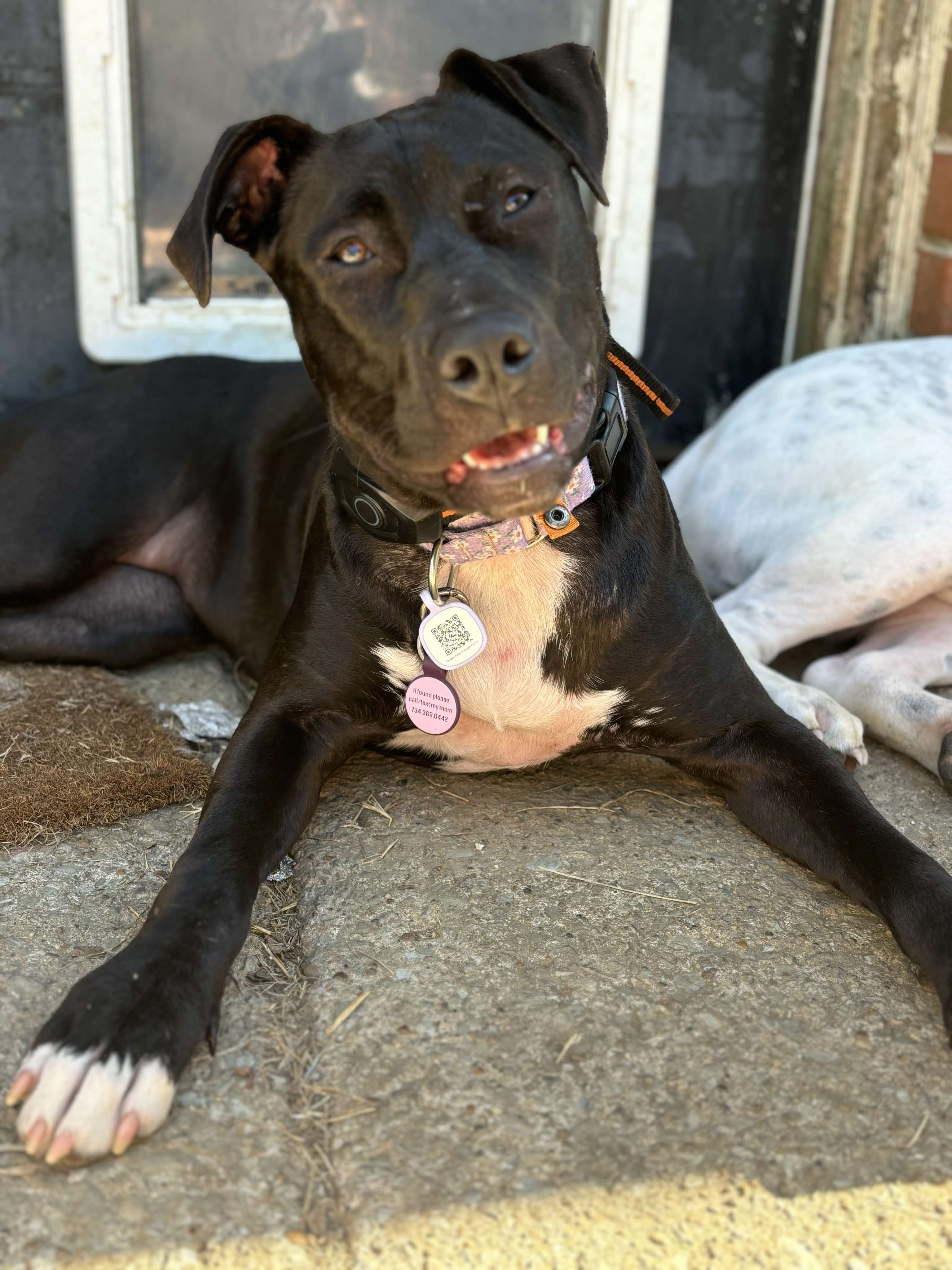 Enlarge Sally, a Adopted mixed breed in Mount Juliet, TN image 1/6