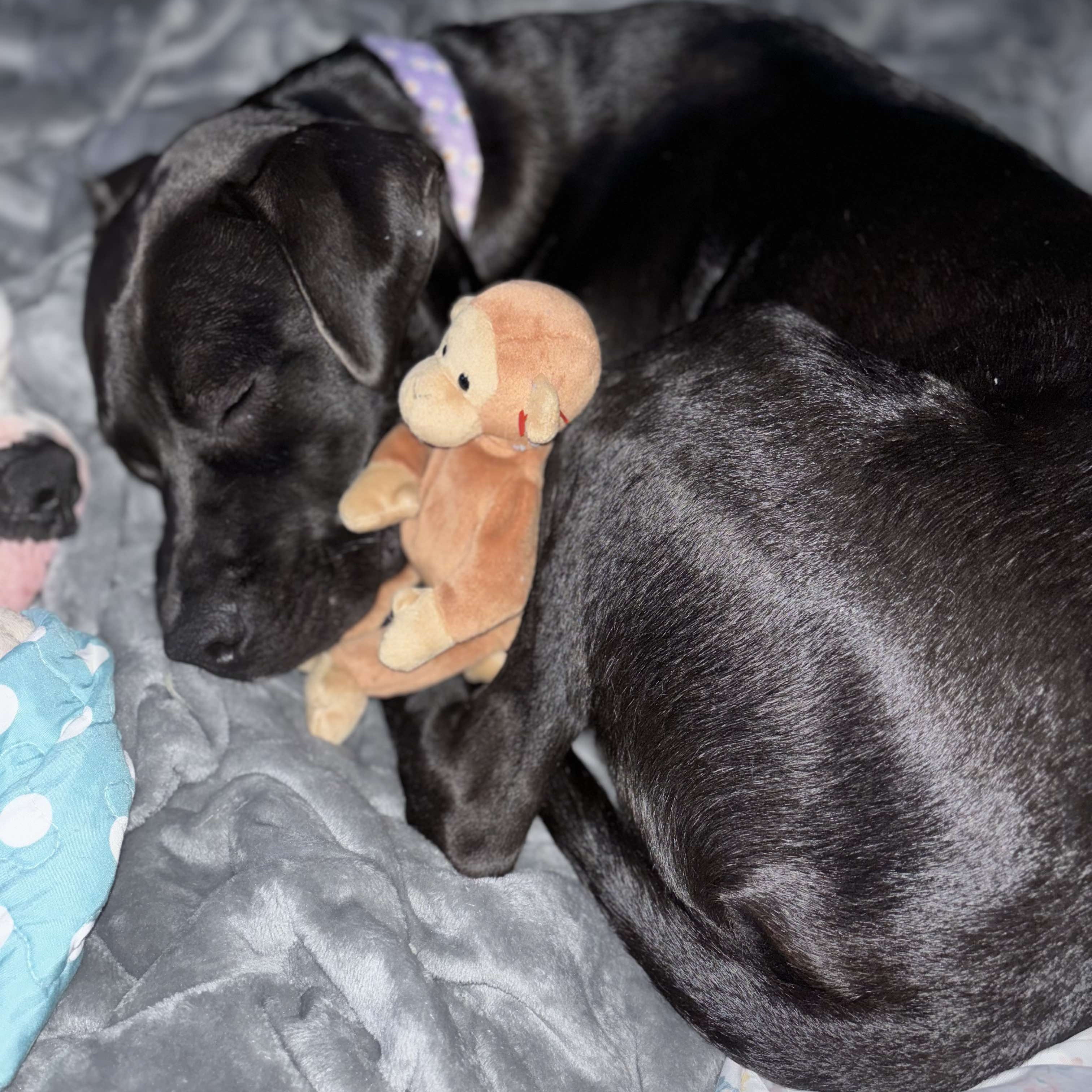 Enlarge Sally, a Adopted mixed breed in Mount Juliet, TN image 6/6