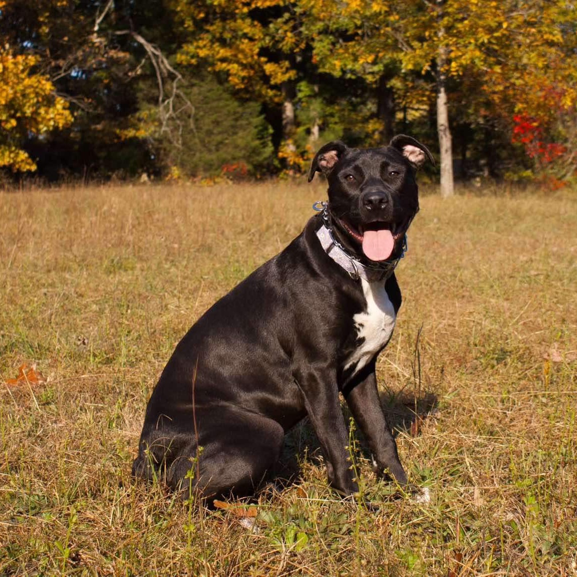 Enlarge Sally, a Adopted mixed breed in Mount Juliet, TN image 4/6