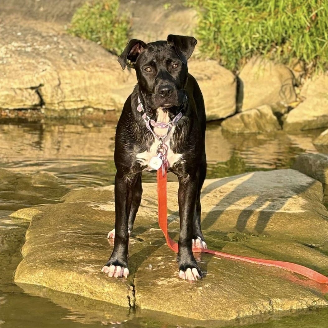 Enlarge Sally, a Adopted mixed breed in Mount Juliet, TN image 3/6