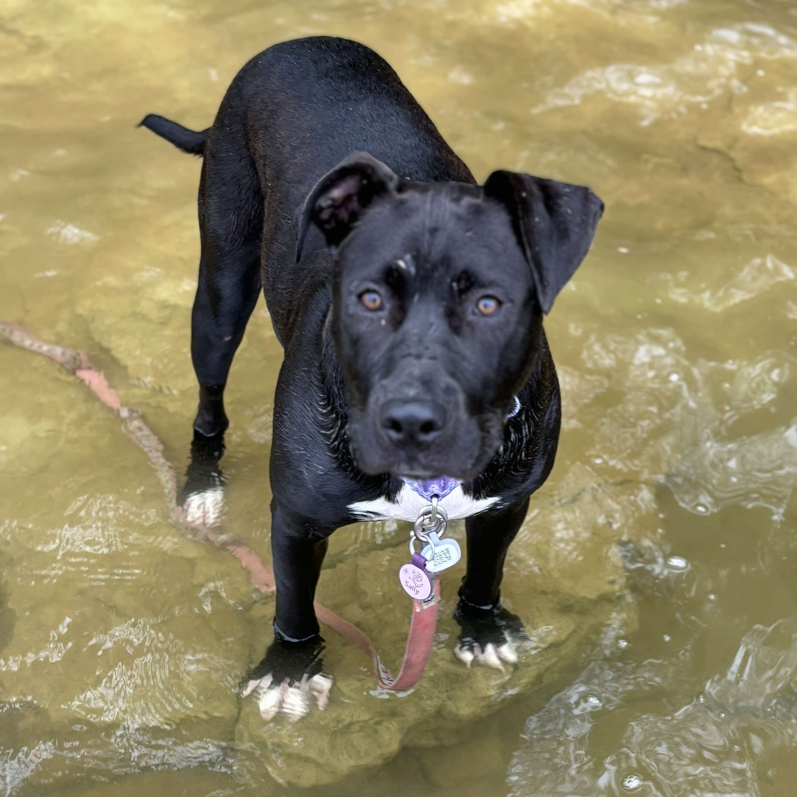 Enlarge Sally, a Adopted mixed breed in Mount Juliet, TN image 2/6