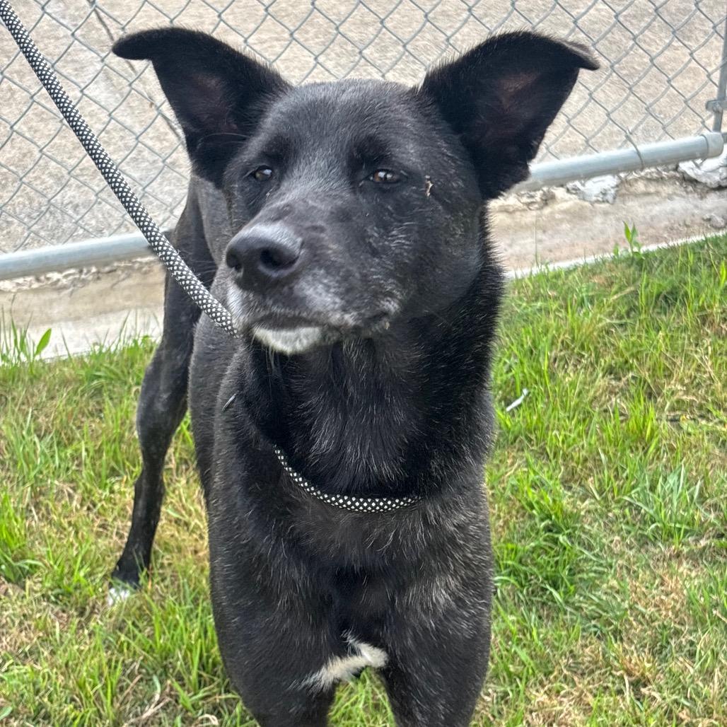 Veve, Adoptable, Adult Female Mixed Breed & Mixed Breed.