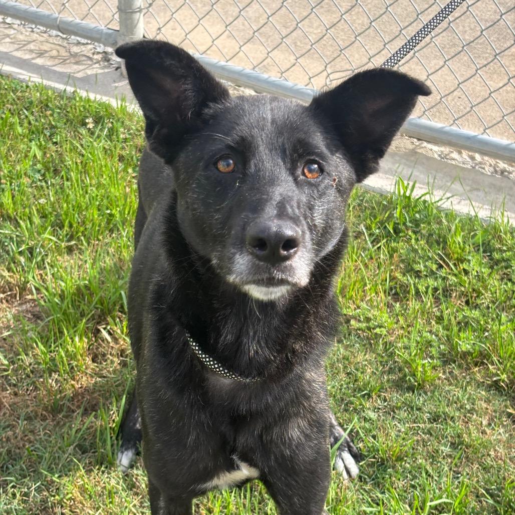 Veve, a Adoptable mixed breed in League City, TX image 2/6