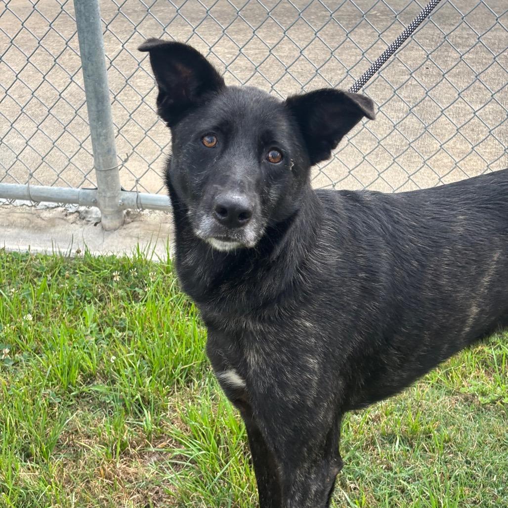 Veve, a Adoptable mixed breed in League City, TX image 3/6