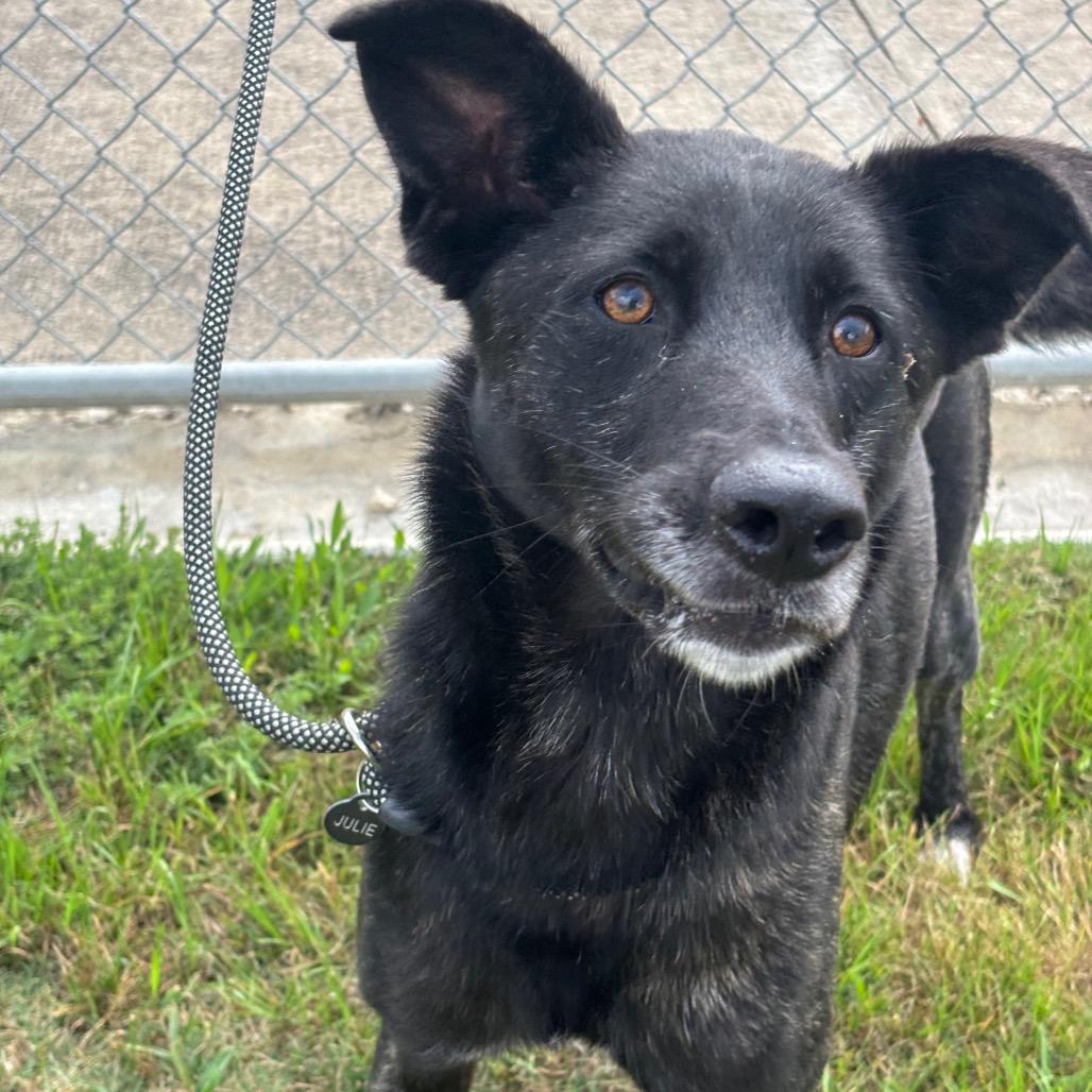 Veve, a Adoptable mixed breed in League City, TX image 4/6