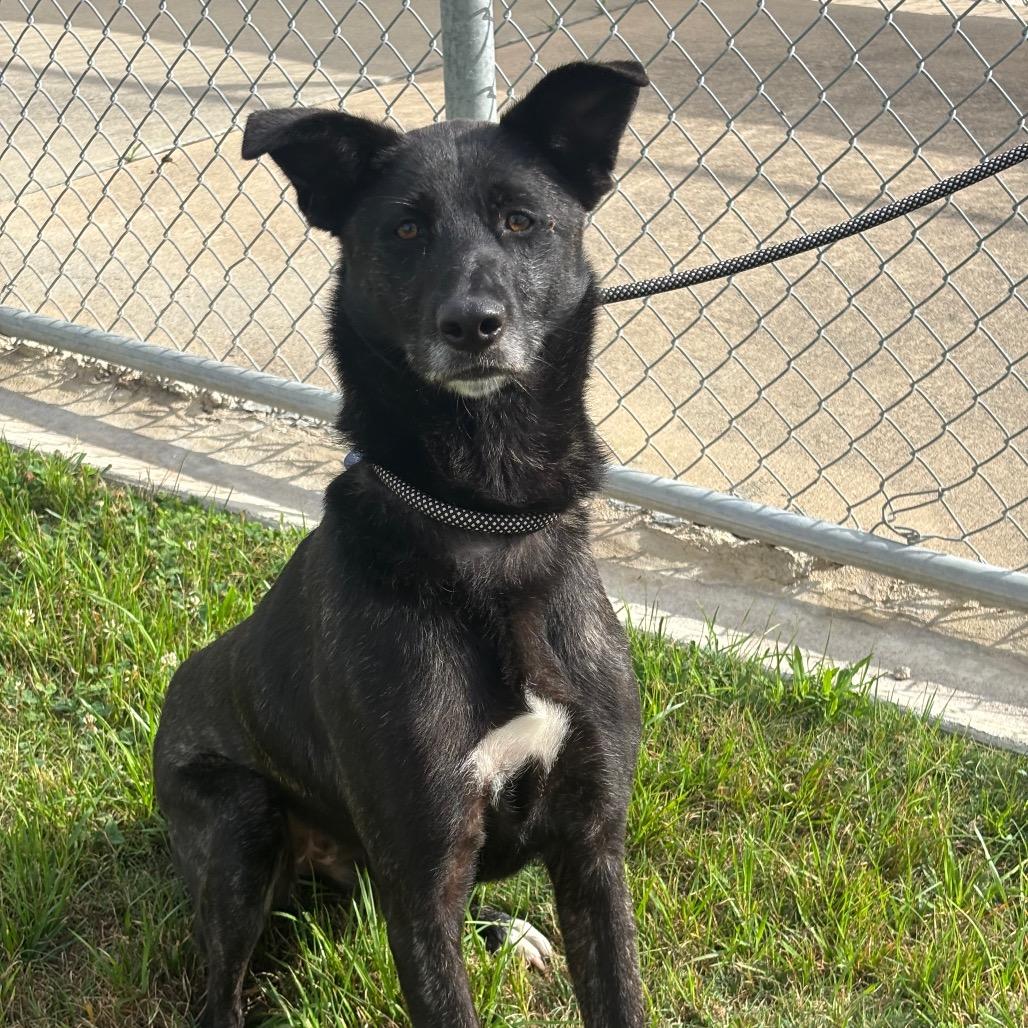 Veve, a Adoptable mixed breed in League City, TX image 5/6