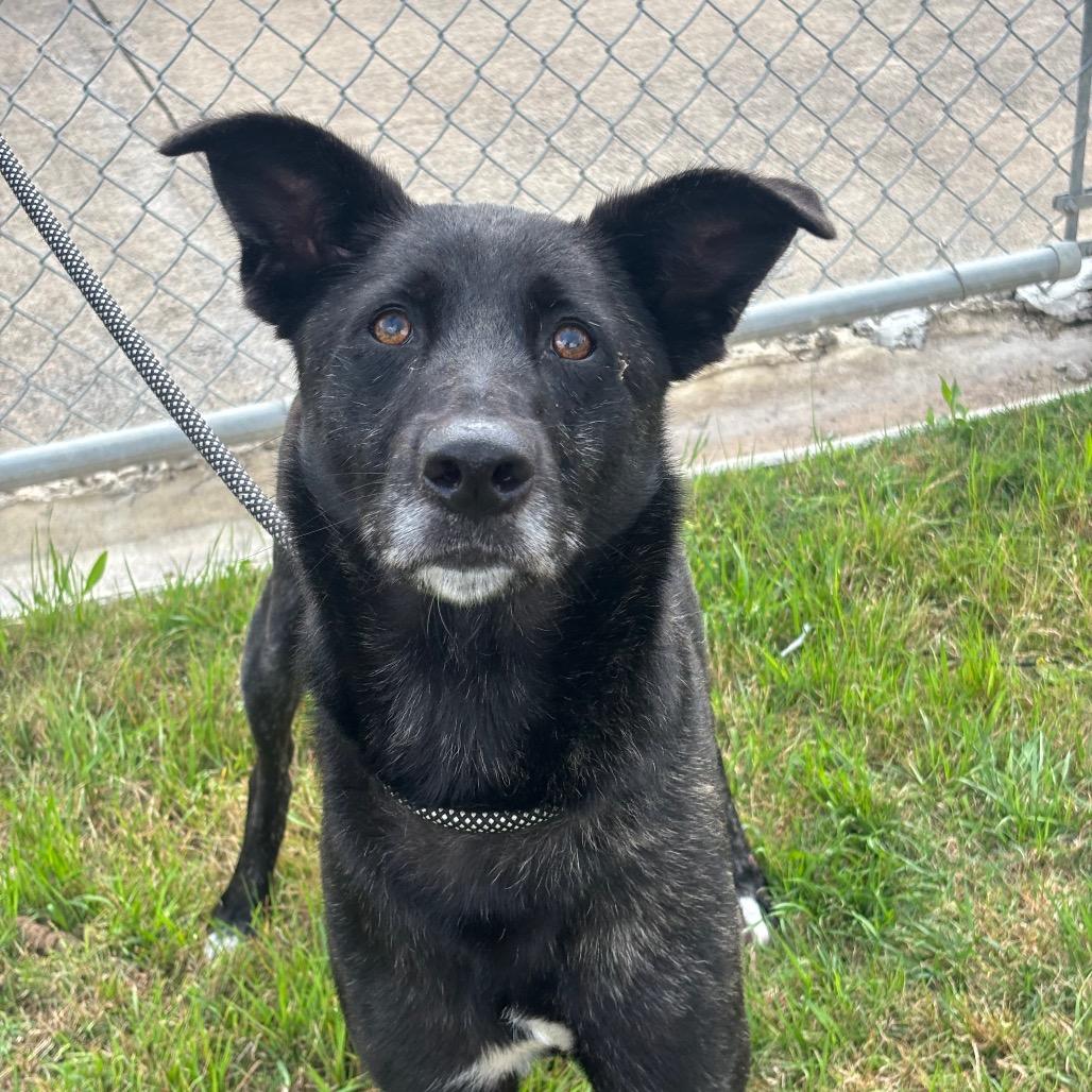 Veve, a Adoptable mixed breed in League City, TX image 6/6