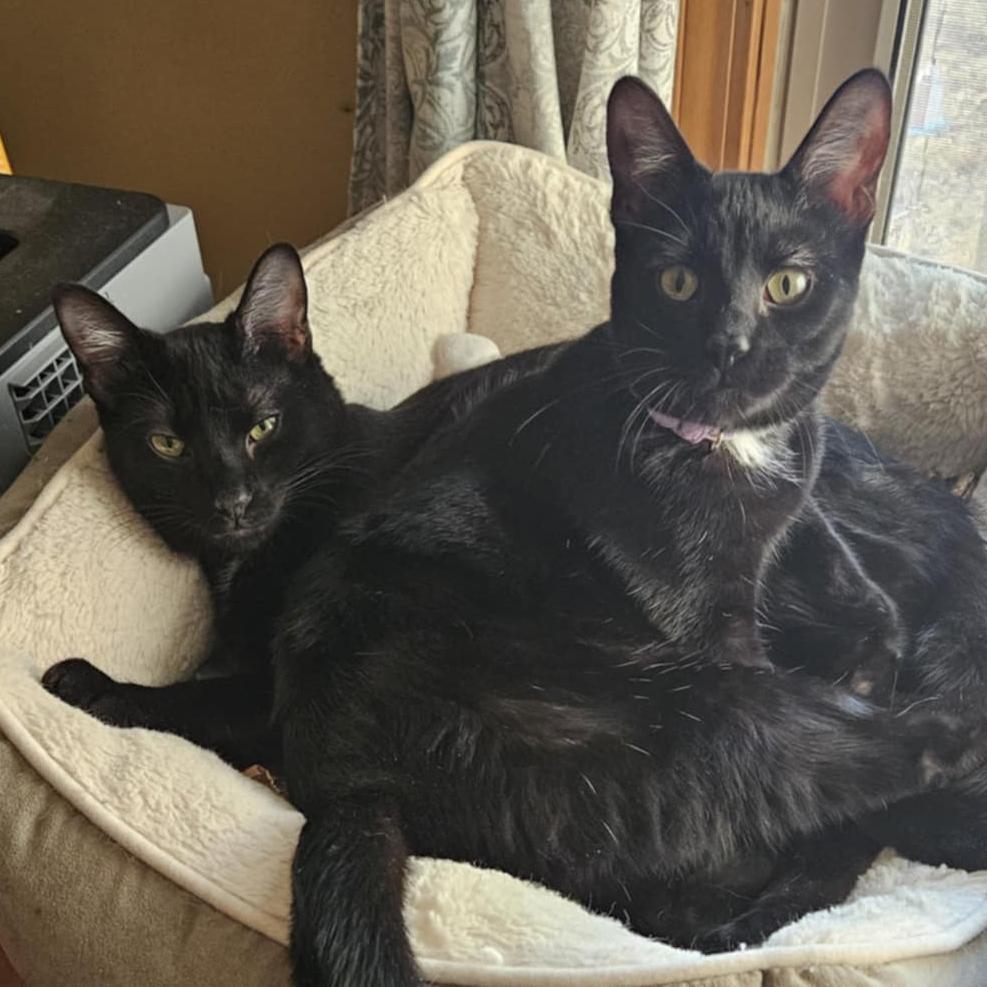 Blackstar, a Adoptable Domestic Short Hair in Greenwood, MO image 1/4