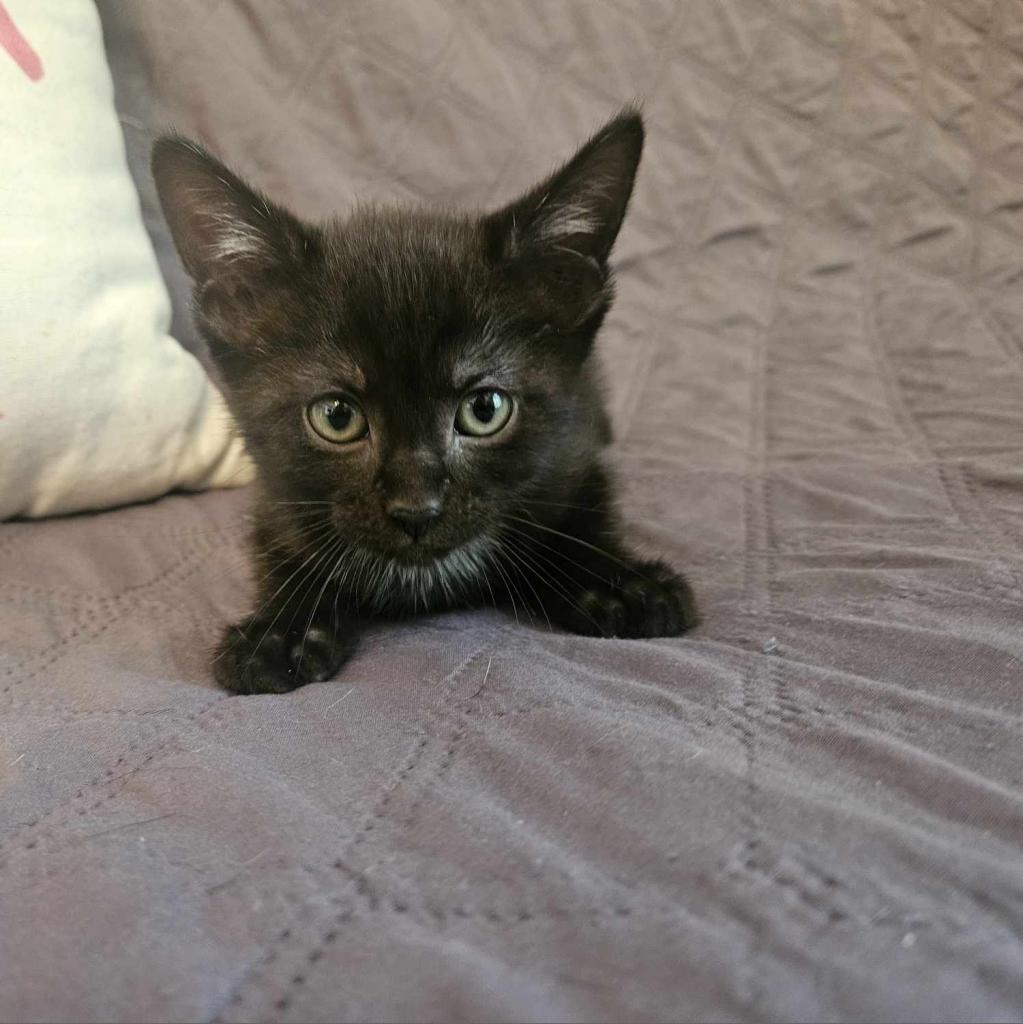 Blackstar, a Adoptable Domestic Short Hair in Greenwood, MO image 2/4