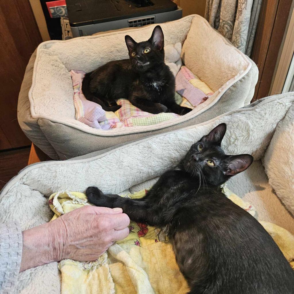 Blackstar, a Adoptable Domestic Short Hair in Greenwood, MO image 3/4