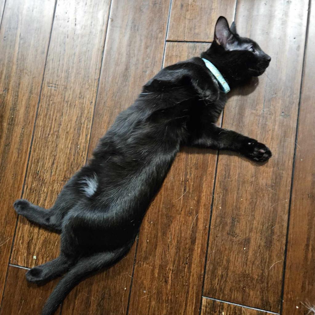 Blackstar, a Adoptable Domestic Short Hair in Greenwood, MO image 4/4