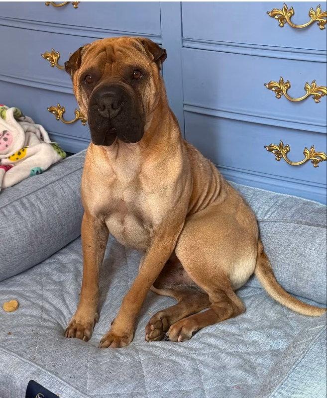 Baron von Wrinkles, Adoptable, Adult Male Shar-Pei.