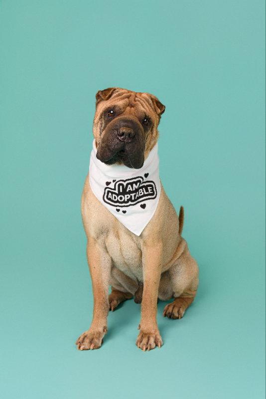 Enlarge Baron von Wrinkles, a Adoptable Shar-Pei in Lake Forest, CA image 1/3