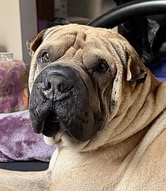 Enlarge Baron von Wrinkles, a Adoptable Shar-Pei in Lake Forest, CA image 2/3