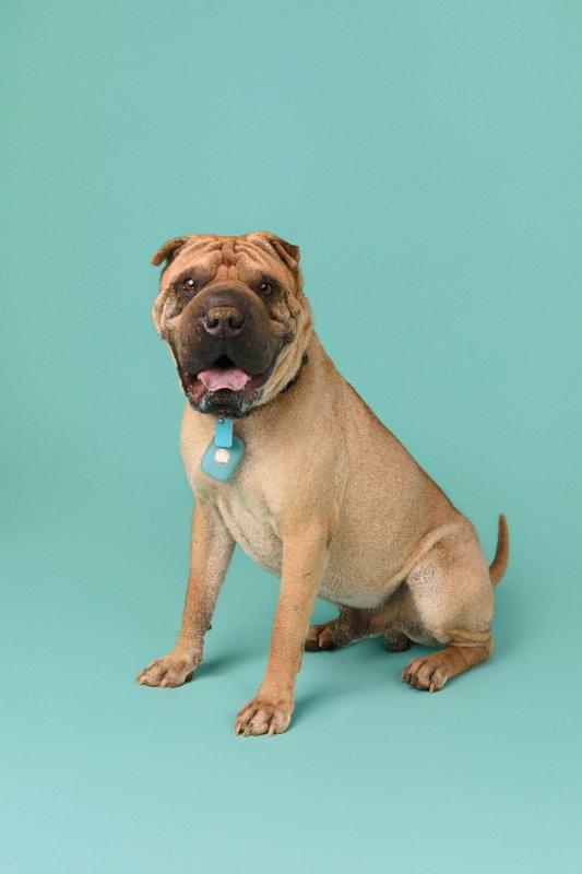 Enlarge Baron von Wrinkles, a Adoptable Shar-Pei in Lake Forest, CA image 2/3