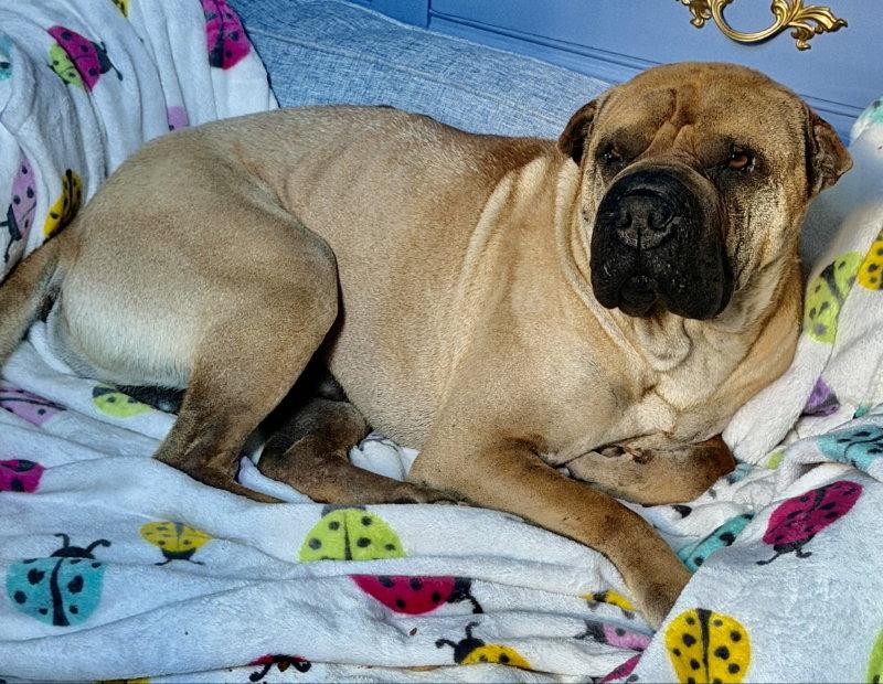 Enlarge Baron von Wrinkles, a Adoptable Shar-Pei in Lake Forest, CA image 3/3