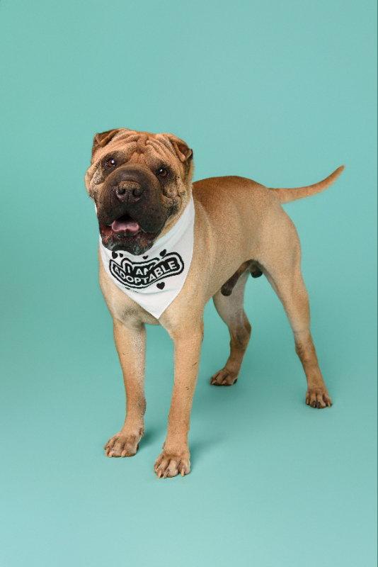 Enlarge Baron von Wrinkles, a Adoptable Shar-Pei in Lake Forest, CA image 3/3
