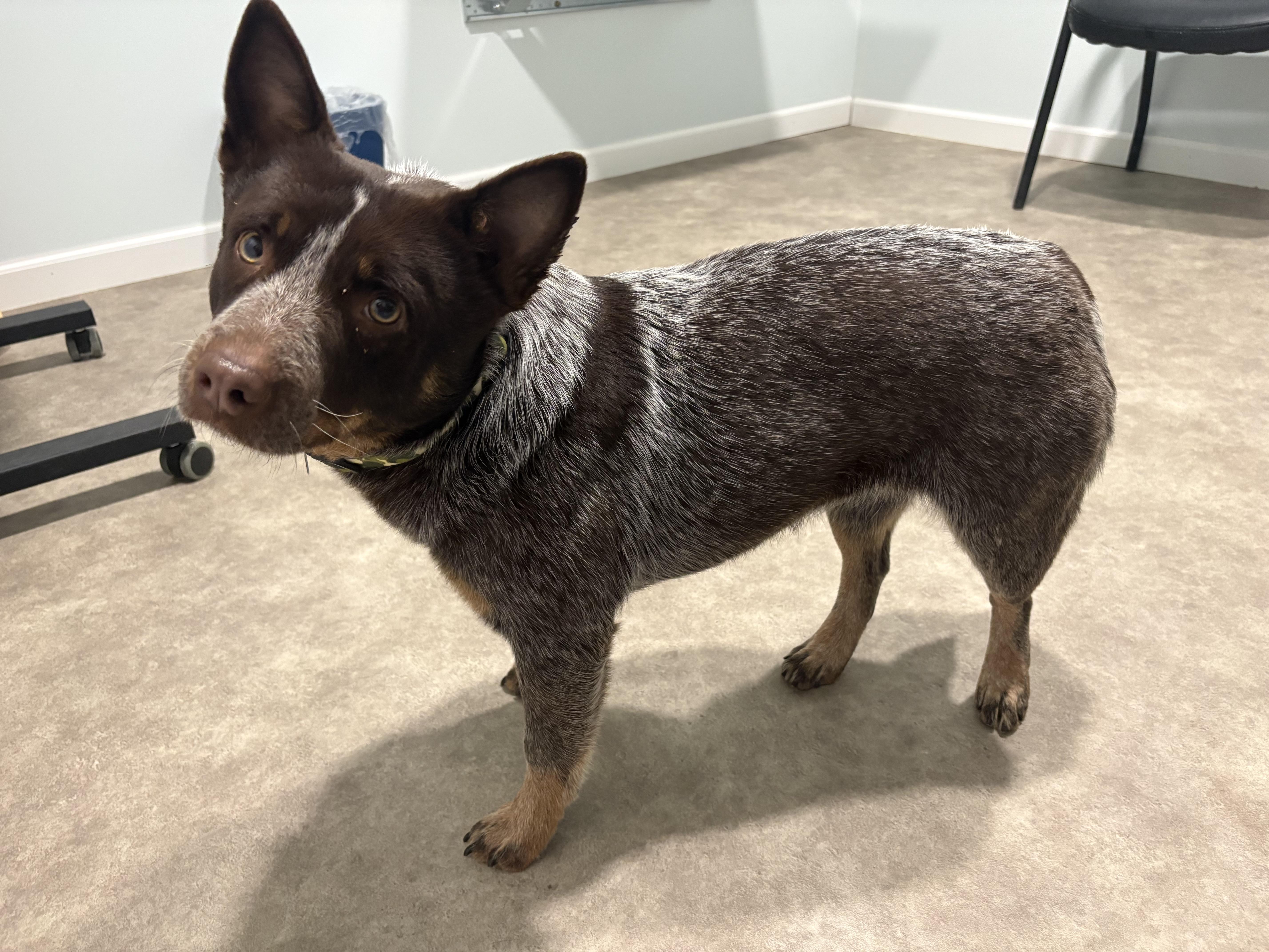 Enlarge Claire, a ADOPTABLE Australian Cattle Dog / Blue Heeler in Grant, NE image 1/5