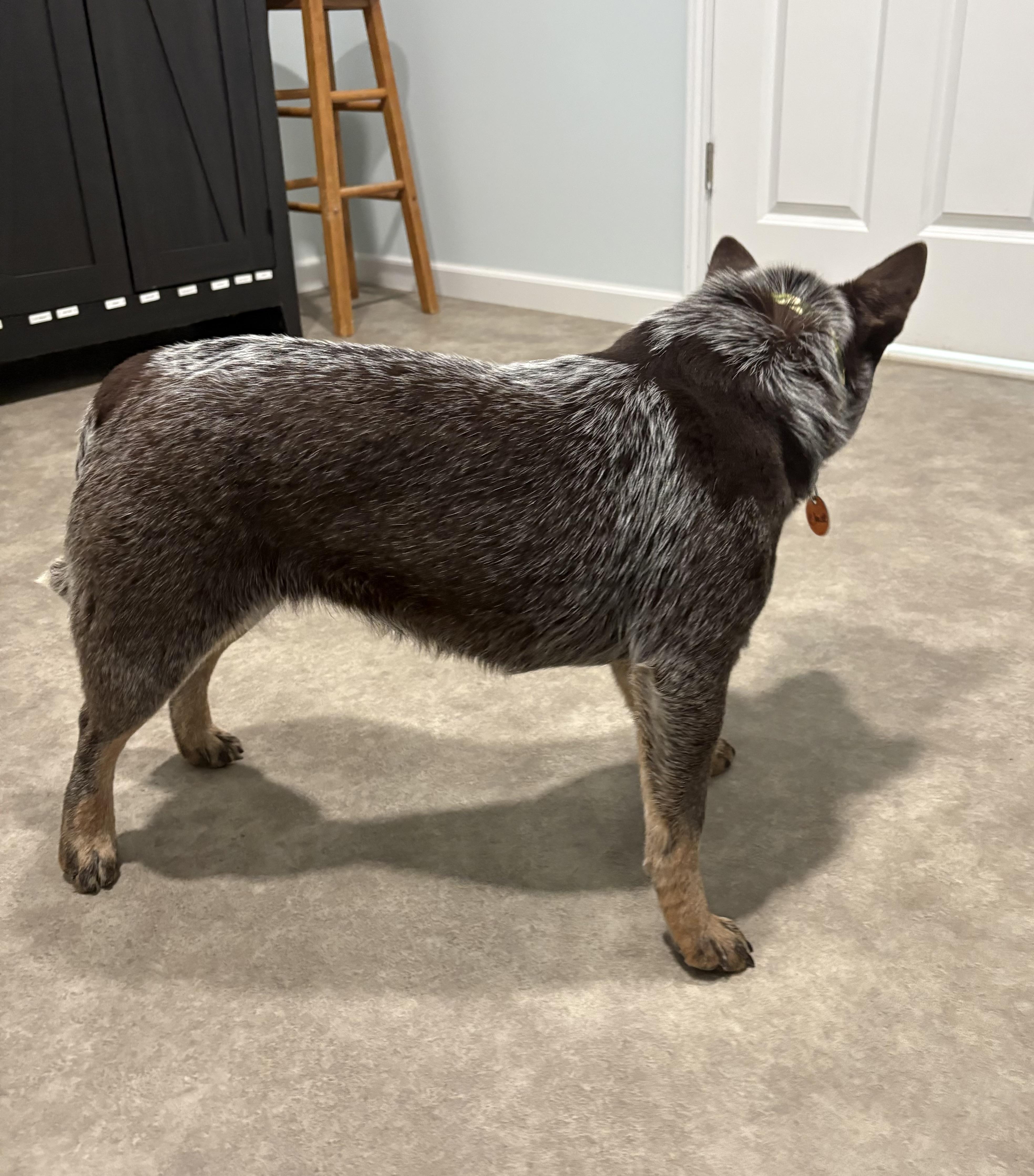 Enlarge Claire, a ADOPTABLE Australian Cattle Dog / Blue Heeler in Grant, NE image 2/5