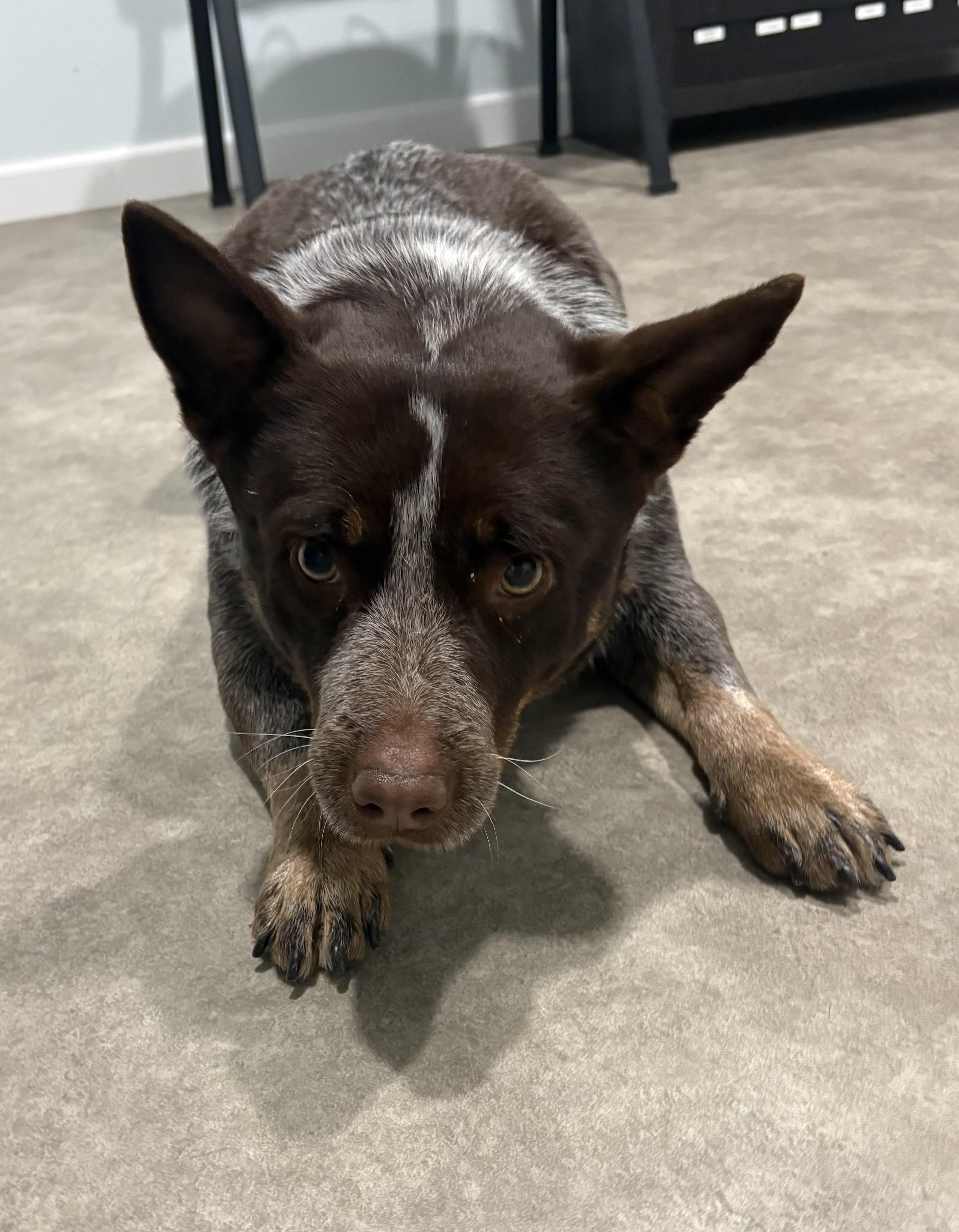 Enlarge Claire, a ADOPTABLE Australian Cattle Dog / Blue Heeler in Grant, NE image 4/5