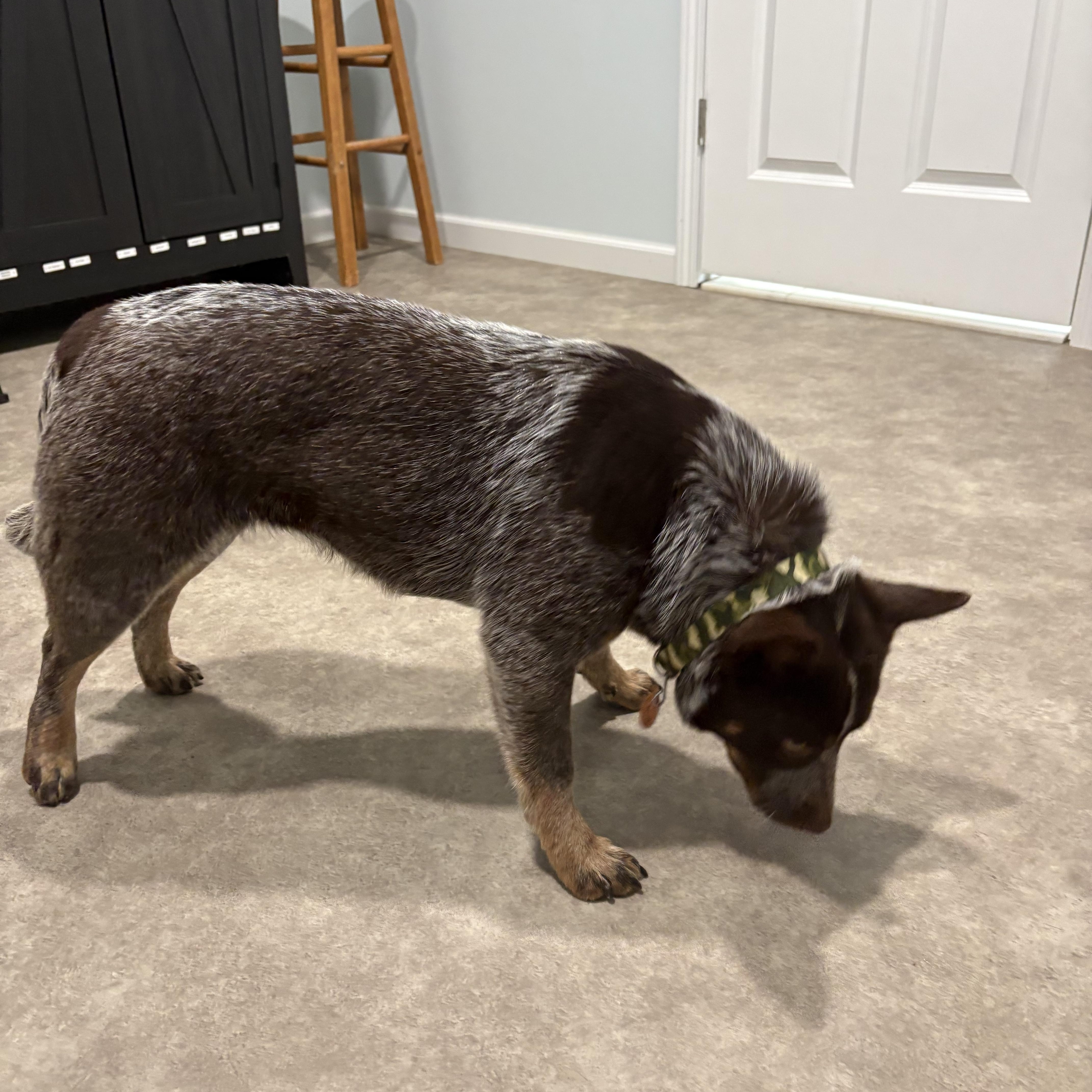 Enlarge Claire, a ADOPTABLE Australian Cattle Dog / Blue Heeler in Grant, NE image 3/5