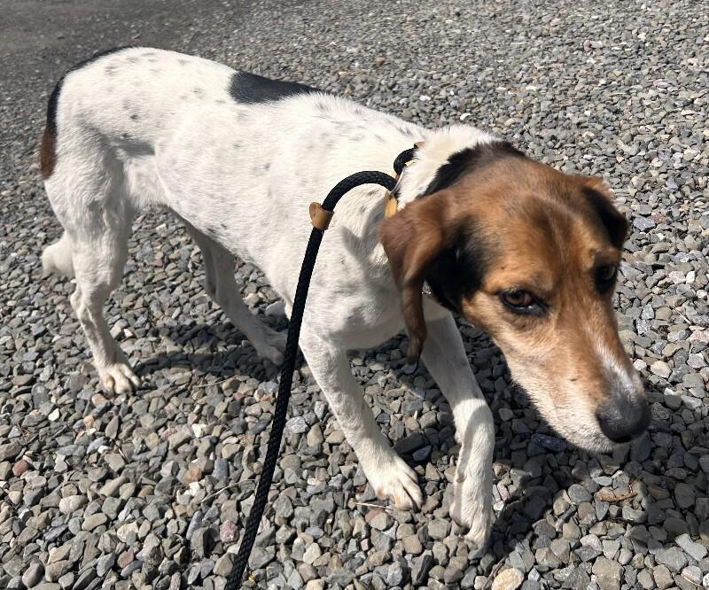 Addie, Adoptable, Young Female Hound.