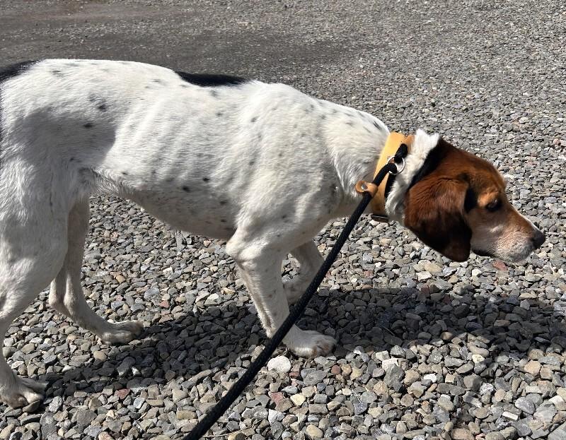 Enlarge Addie, a Adoptable Hound in Cortland, NY image 2/5