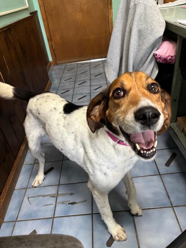 Addie, Adoptable, Young Female Hound.