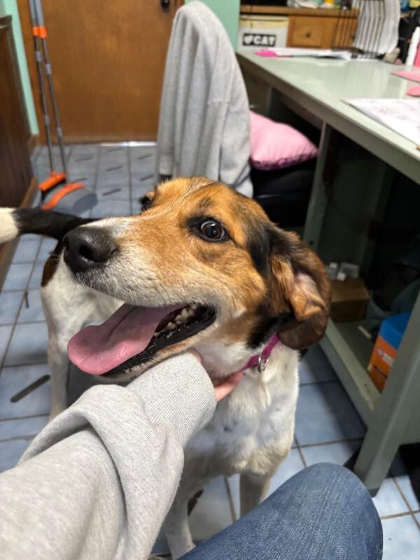 Enlarge Addie, a Adoptable Hound in Cortland, NY image 3/5