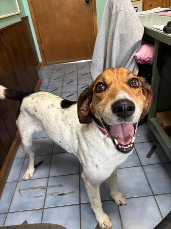 Enlarge Addie, a Adoptable Hound in Cortland, NY image 3/6