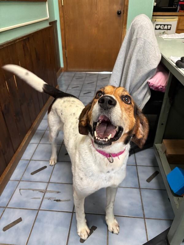 Enlarge Addie, a Adoptable Hound in Cortland, NY image 4/6