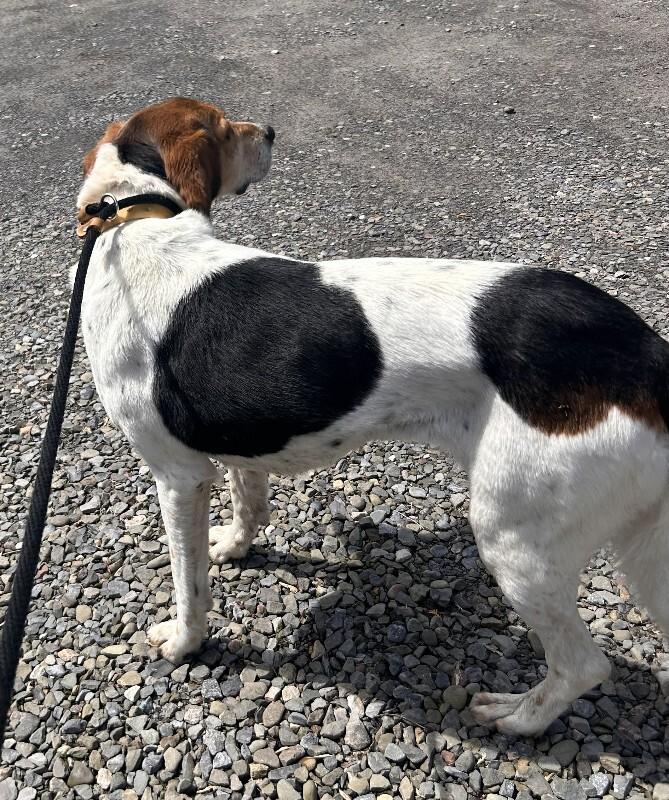 Enlarge Addie, a Adoptable Hound in Cortland, NY image 4/5
