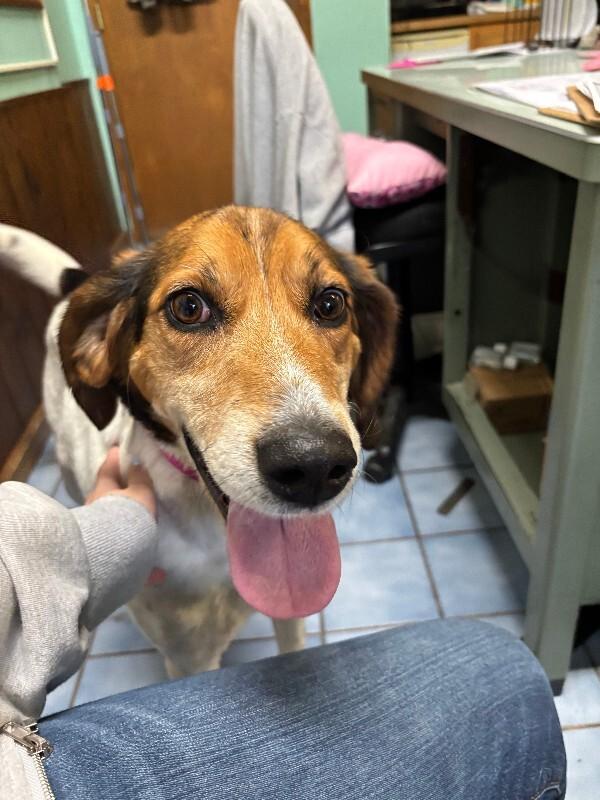 Enlarge Addie, a Adoptable Hound in Cortland, NY image 5/5