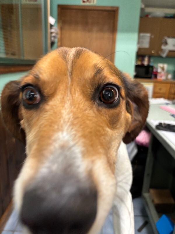Enlarge Addie, a Adoptable Hound in Cortland, NY image 6/6
