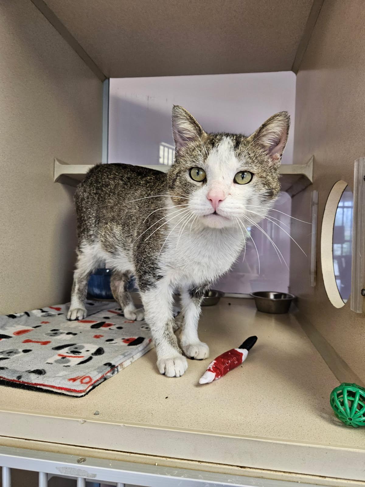 Enlarge Lugnut, an adoptable Domestic Short Hair in Mansfield, OH image 1/2