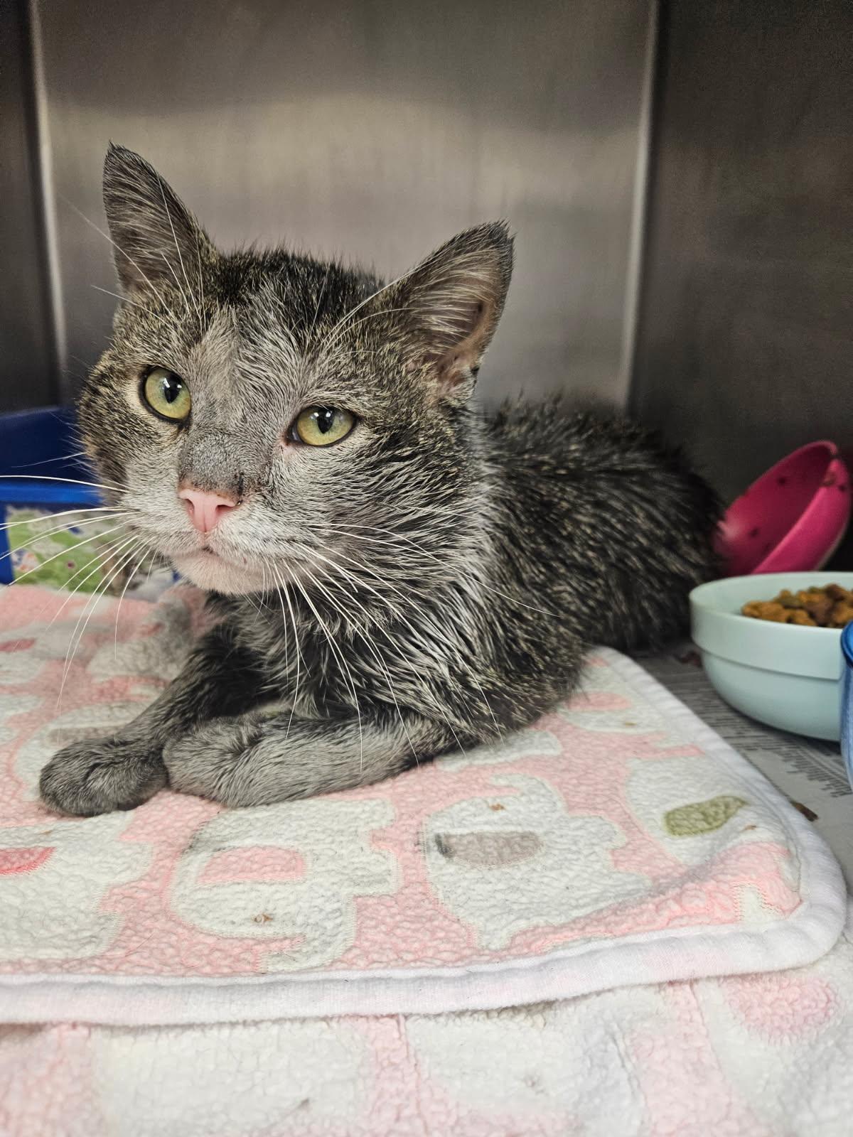 Enlarge Lugnut, an adoptable Domestic Short Hair in Mansfield, OH image 2/2