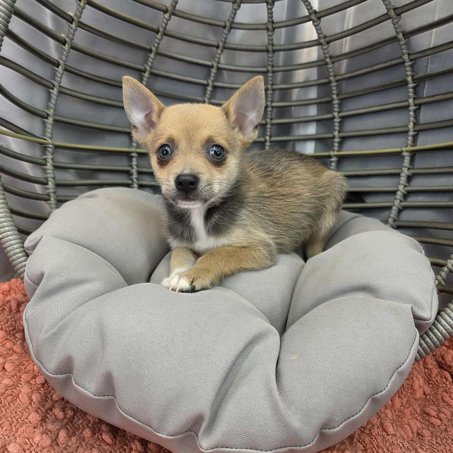 Enlarge Brad, a Adoptable mixed breed in Southfield , MI image 4/5
