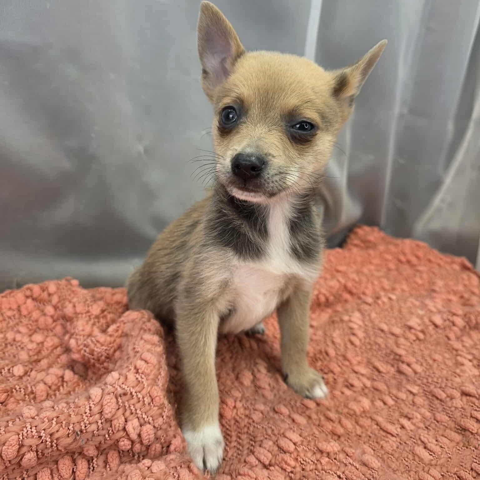 Enlarge Brad, a Adoptable mixed breed in Southfield , MI image 3/5