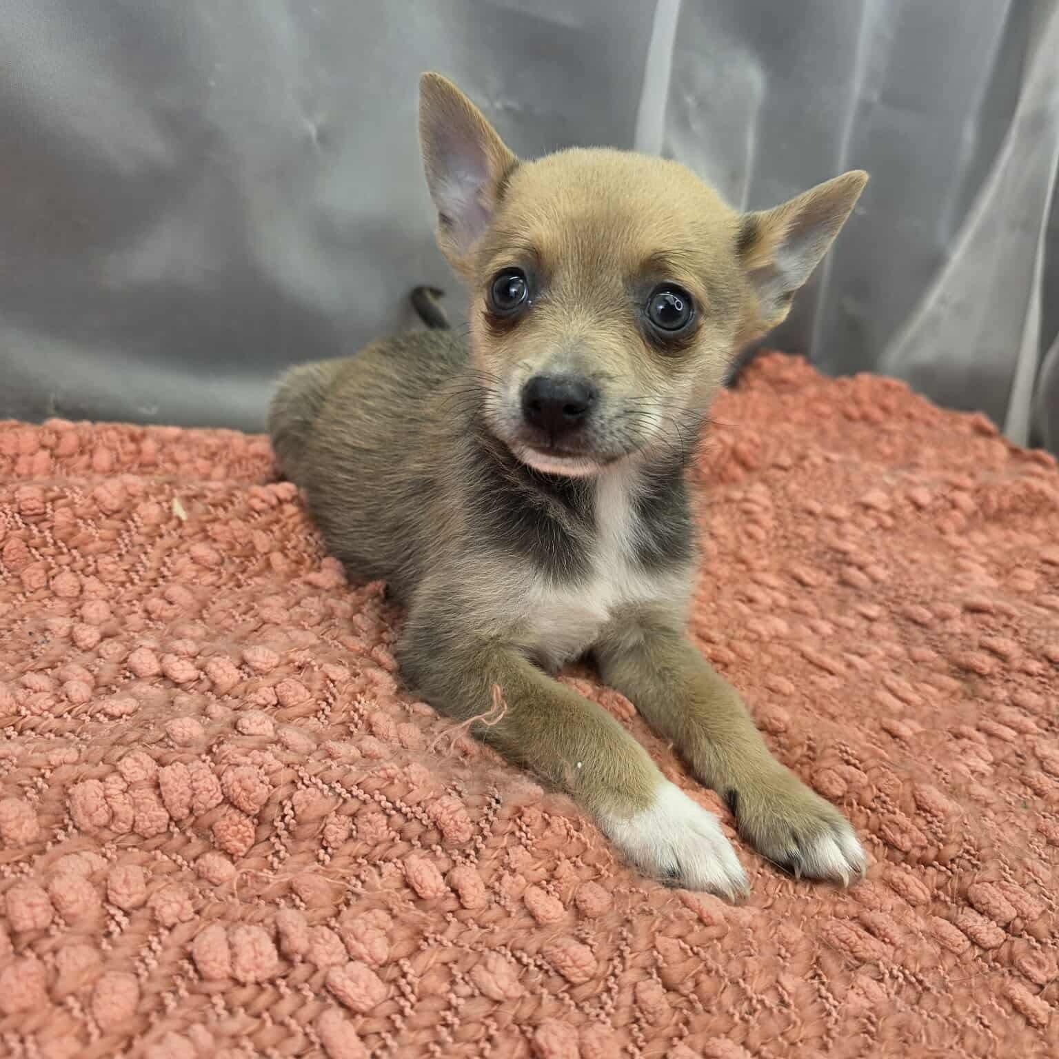 Enlarge Brad, a Adoptable mixed breed in Southfield , MI image 2/5