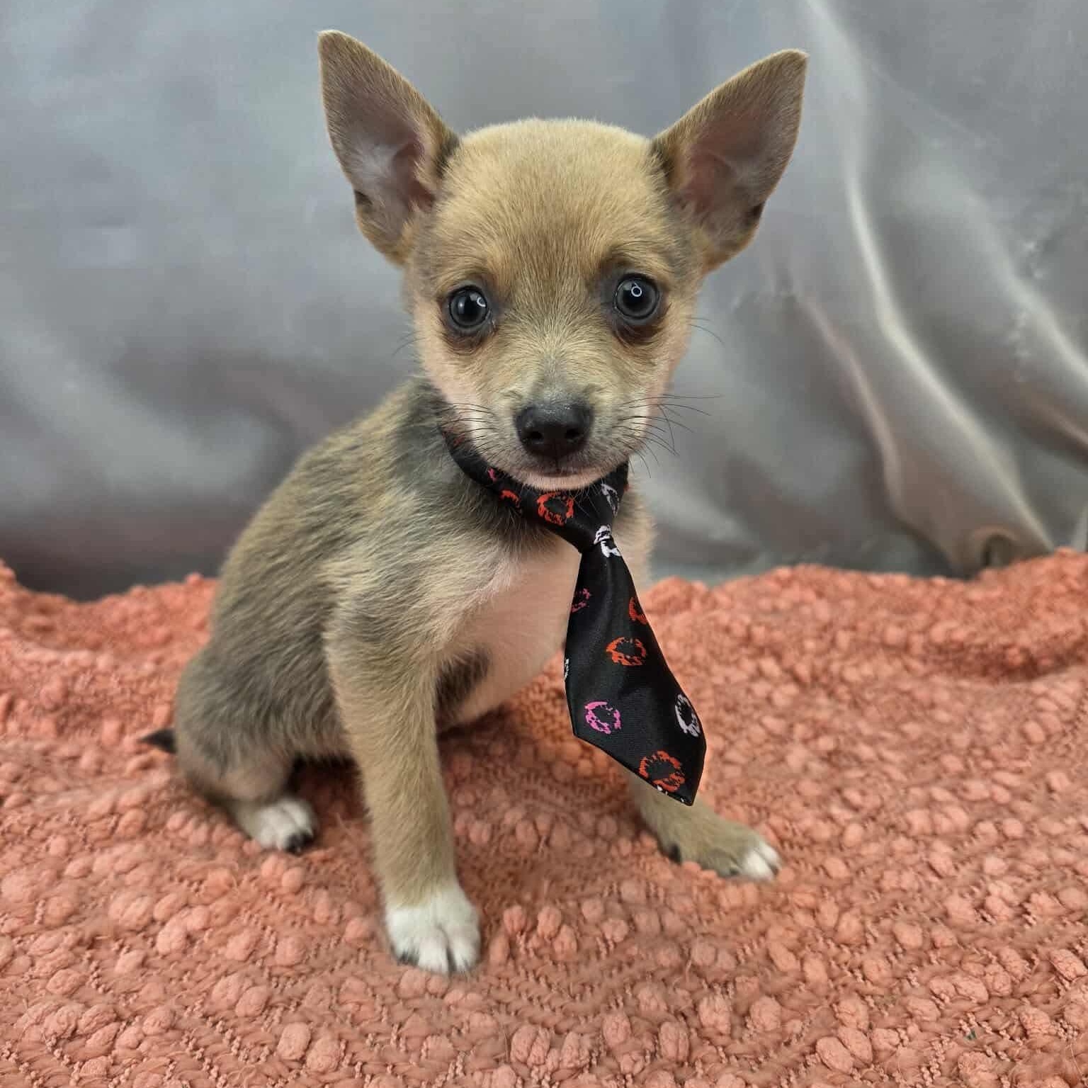 Enlarge Brad, a Adoptable mixed breed in Southfield , MI image 1/5