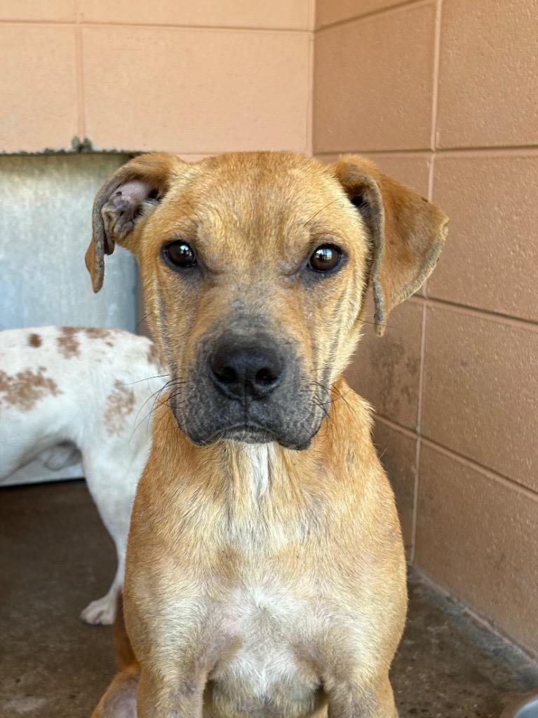 Enlarge Andy, a Adoptable Pit Bull Terrier in Gautier, MS image 1/2