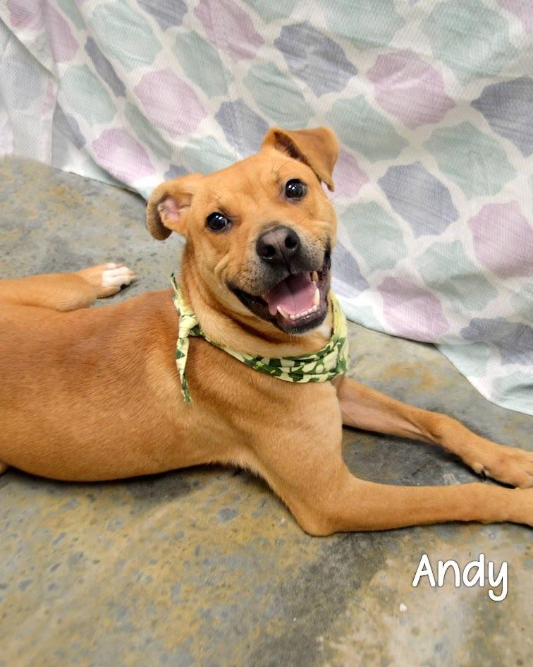 Enlarge Andy, a Adoptable Pit Bull Terrier in Gautier, MS image 2/2