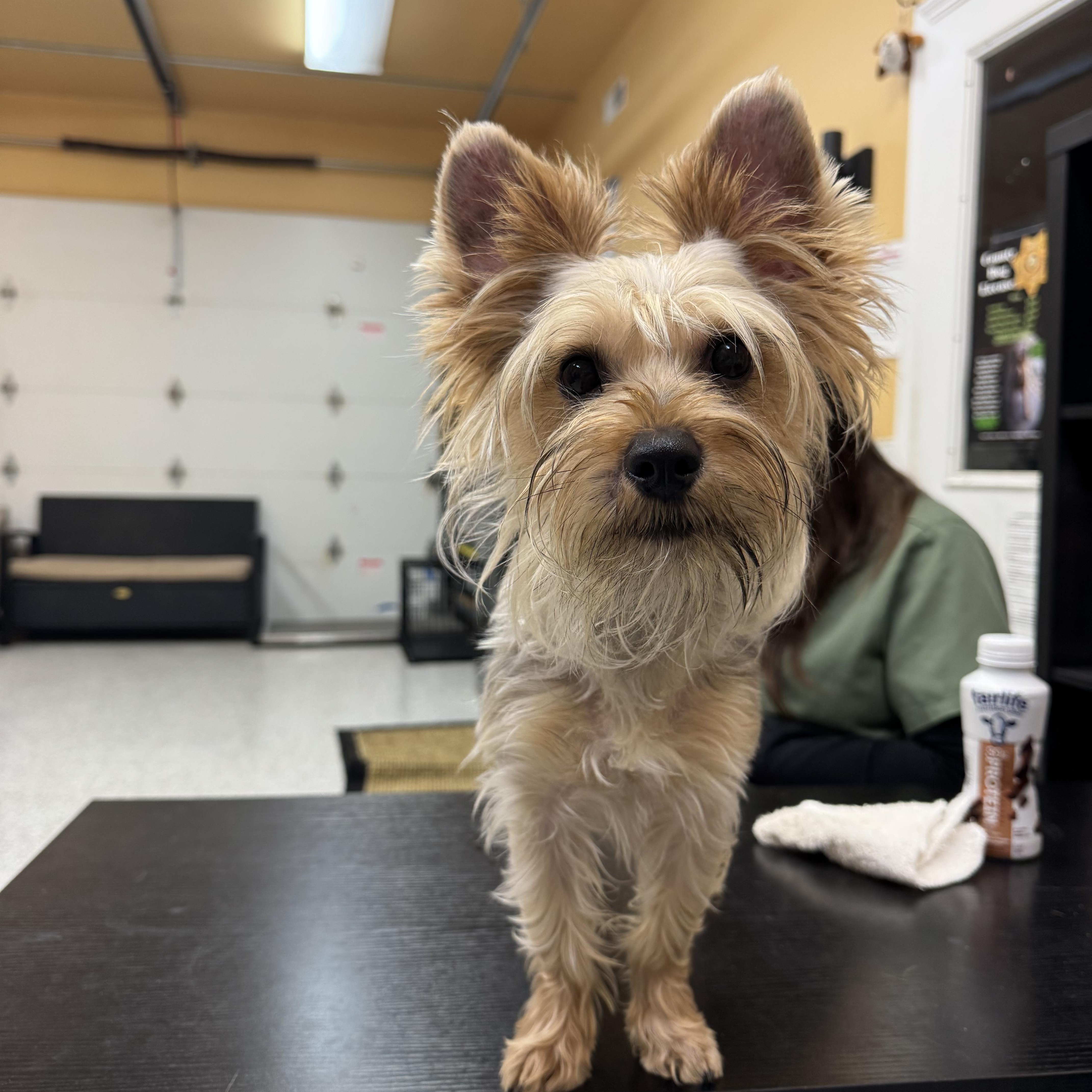 Enlarge Mojito , a ADOPTABLE Yorkshire Terrier in Hood River, OR image 1/1
