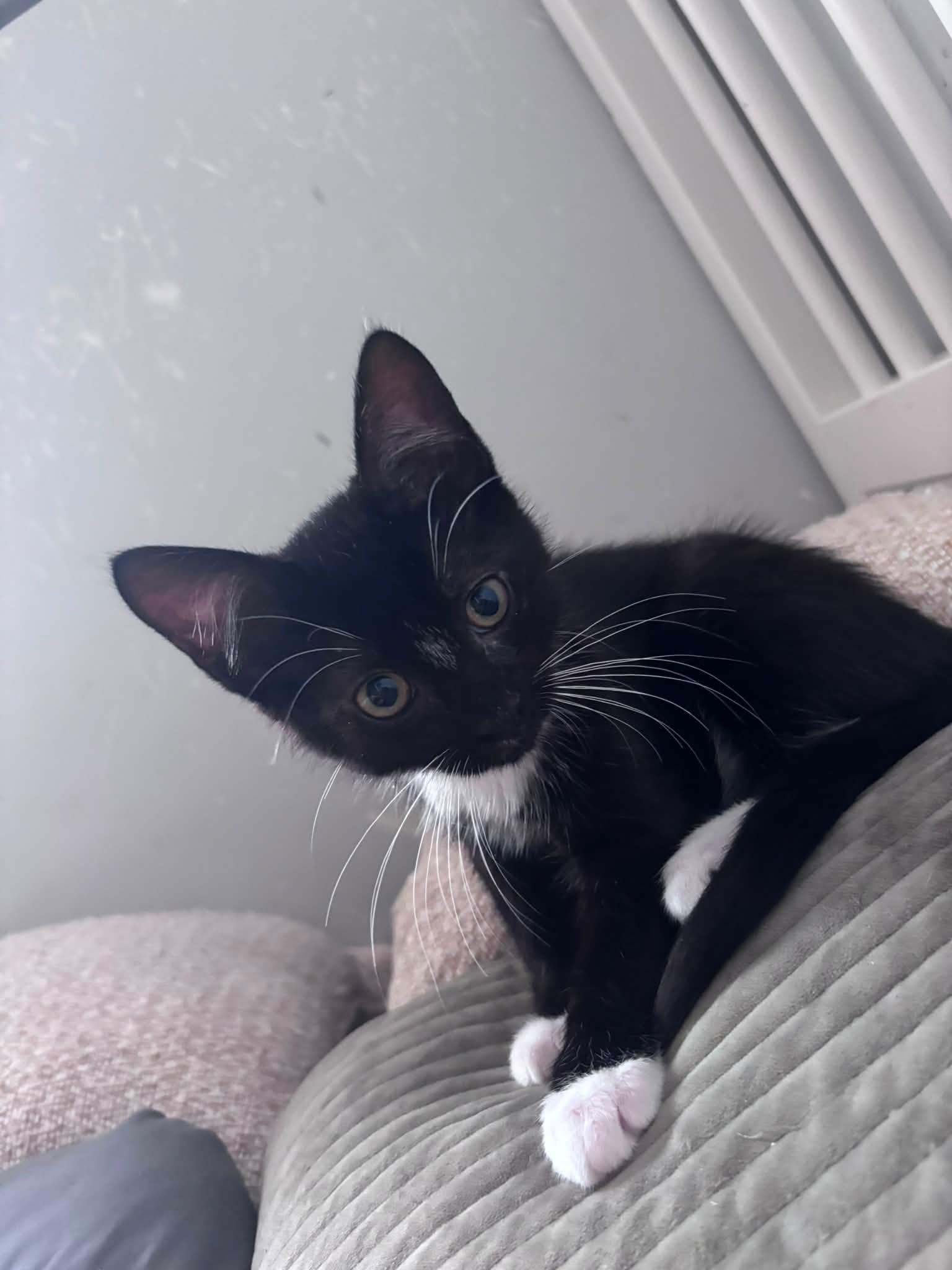 Enlarge Lewis, an adopted Domestic Short Hair in Spencerville, ON image 4/6