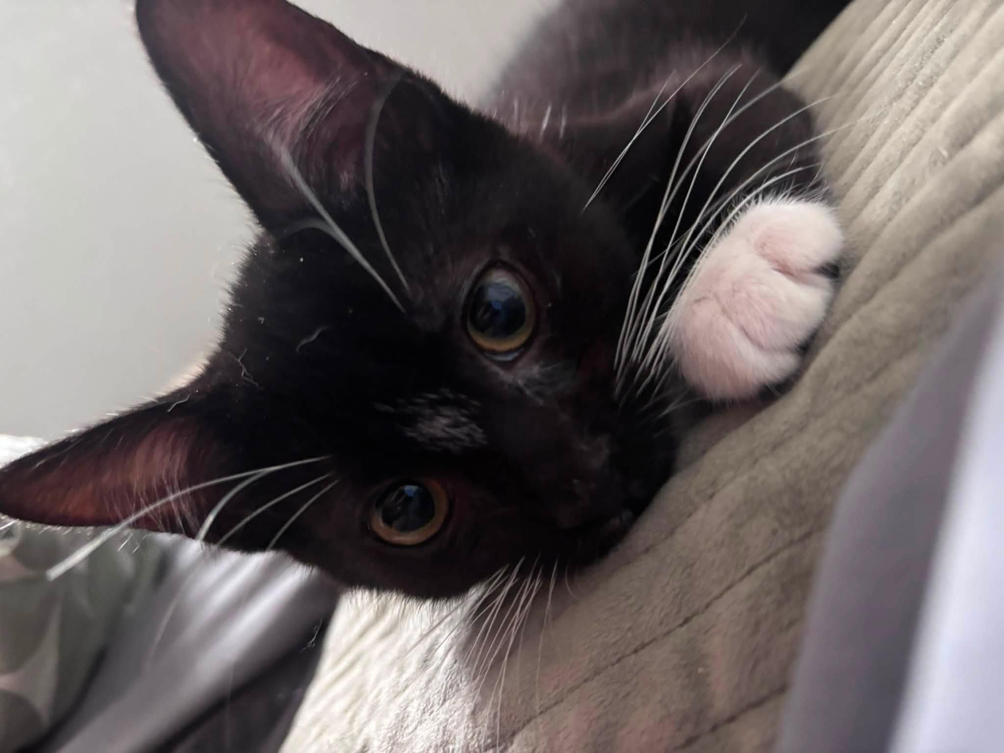 Enlarge Lewis, an adopted Domestic Short Hair in Spencerville, ON image 3/6