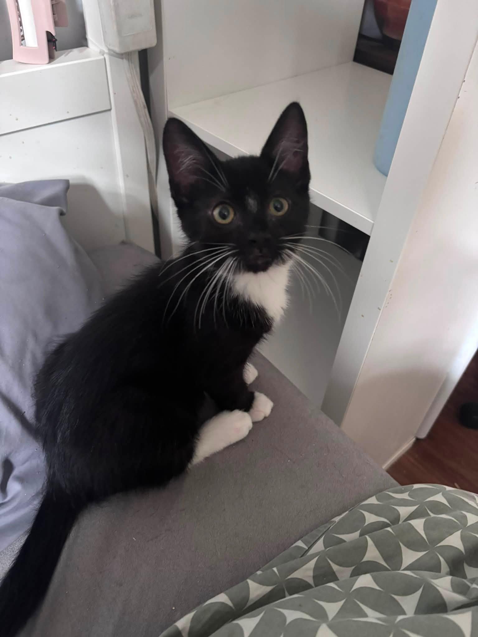 Enlarge Lewis, an adopted Domestic Short Hair in Spencerville, ON image 5/6