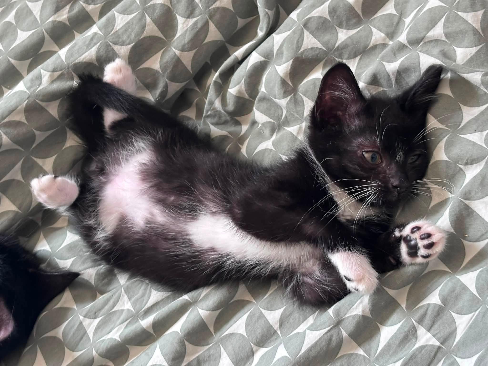 Lewis, adopted, Kitten Male Domestic Short Hair.