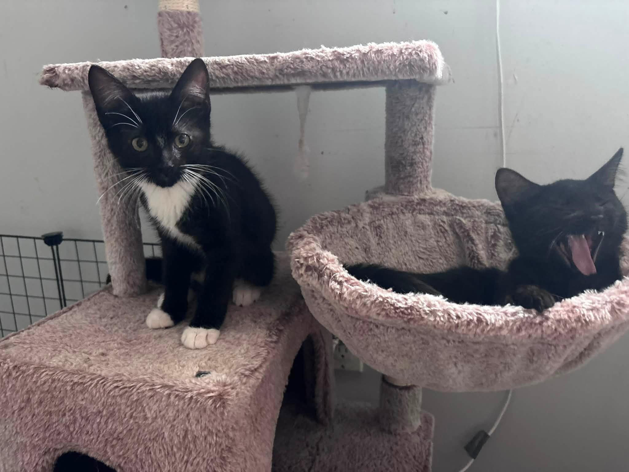 Enlarge Lewis, an adopted Domestic Short Hair in Spencerville, ON image 6/6